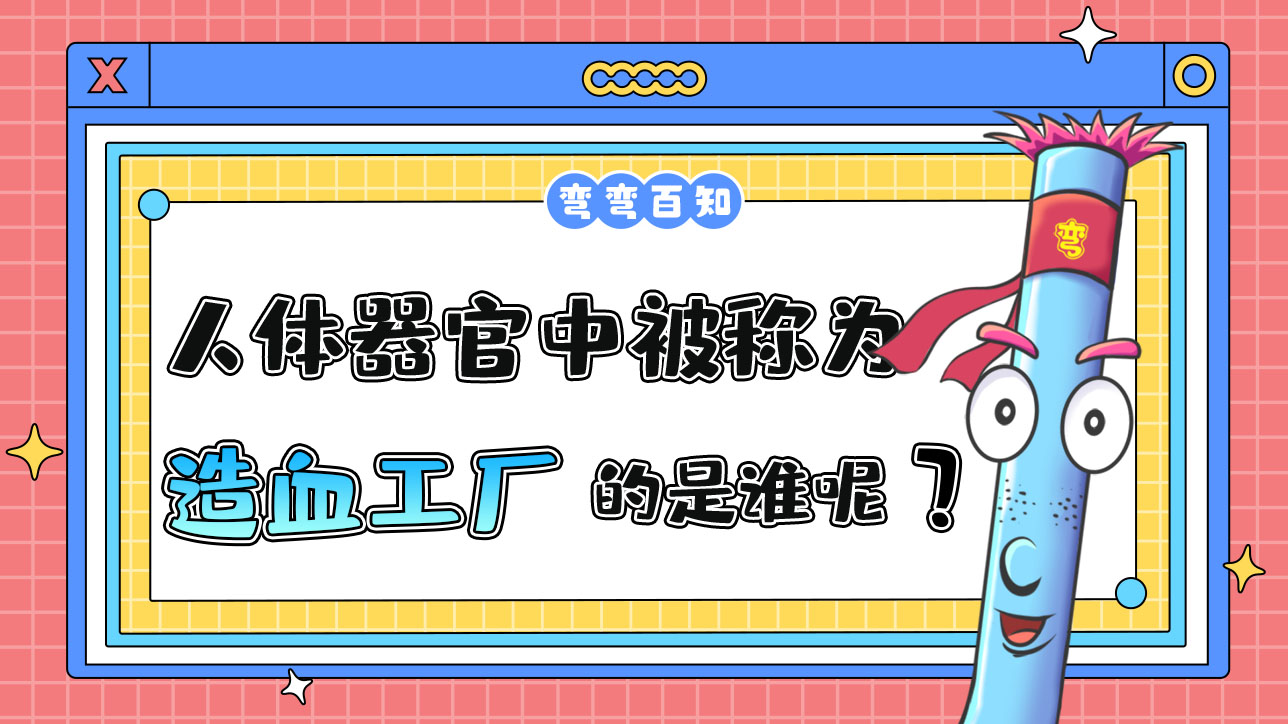 人體器官被稱為“造血工廠”的是誰呢？.jpg