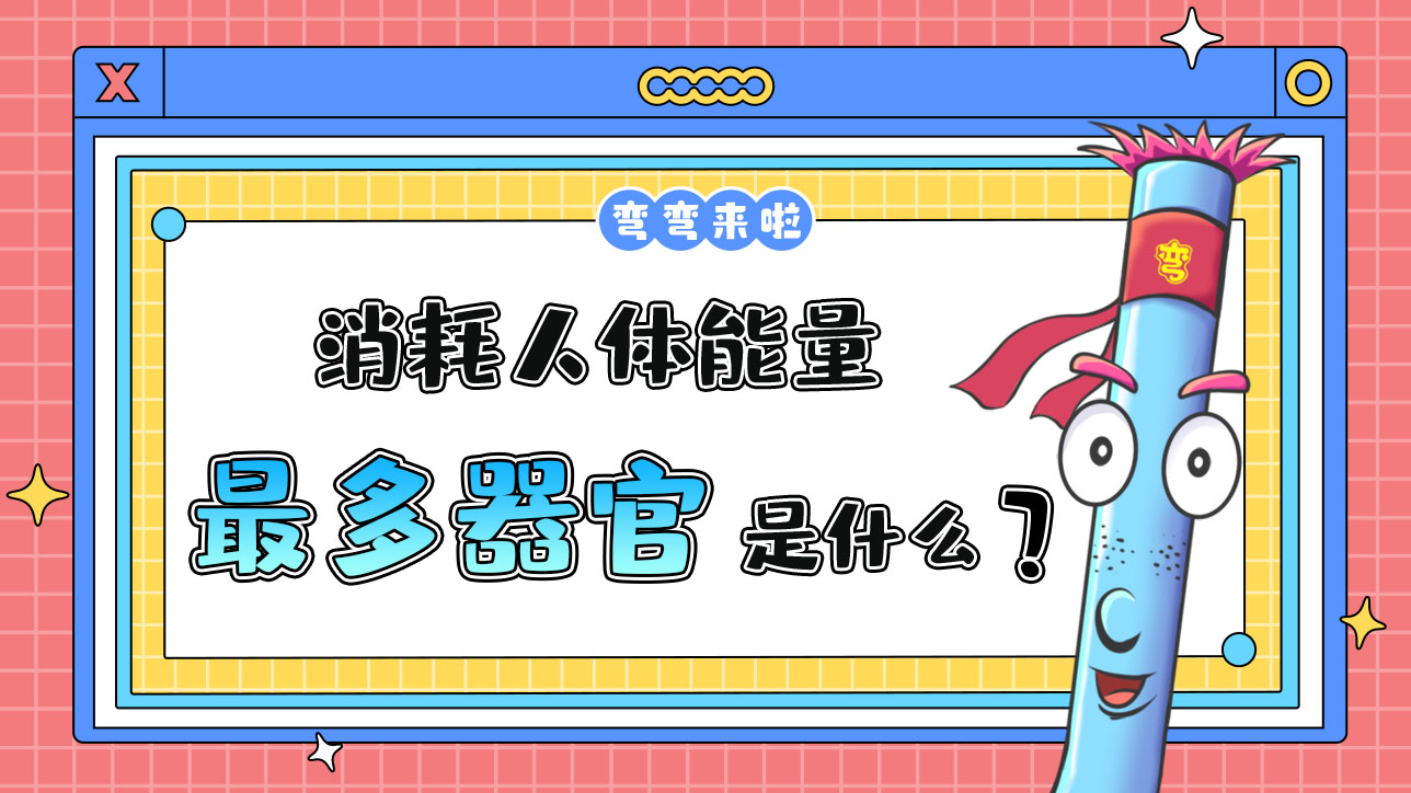 消耗人體能量最多的器官是什么呢？.jpg
