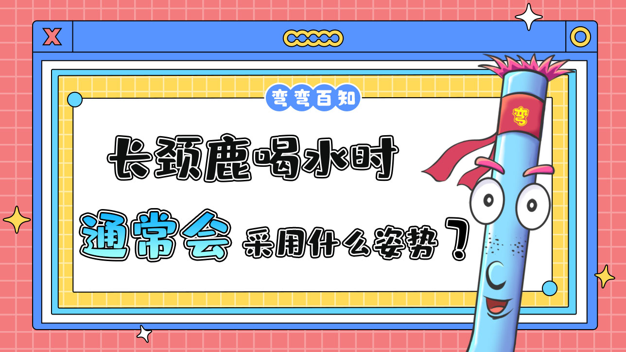 長頸鹿喝水時(shí)通常會采用什么姿勢呢？.jpg