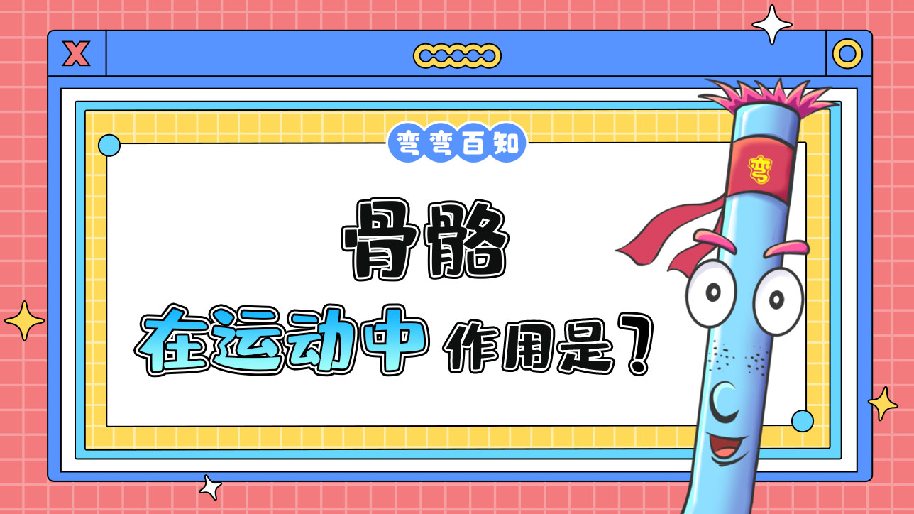 骨骼在運(yùn)動(dòng)中的作用是什么呢？.jpg