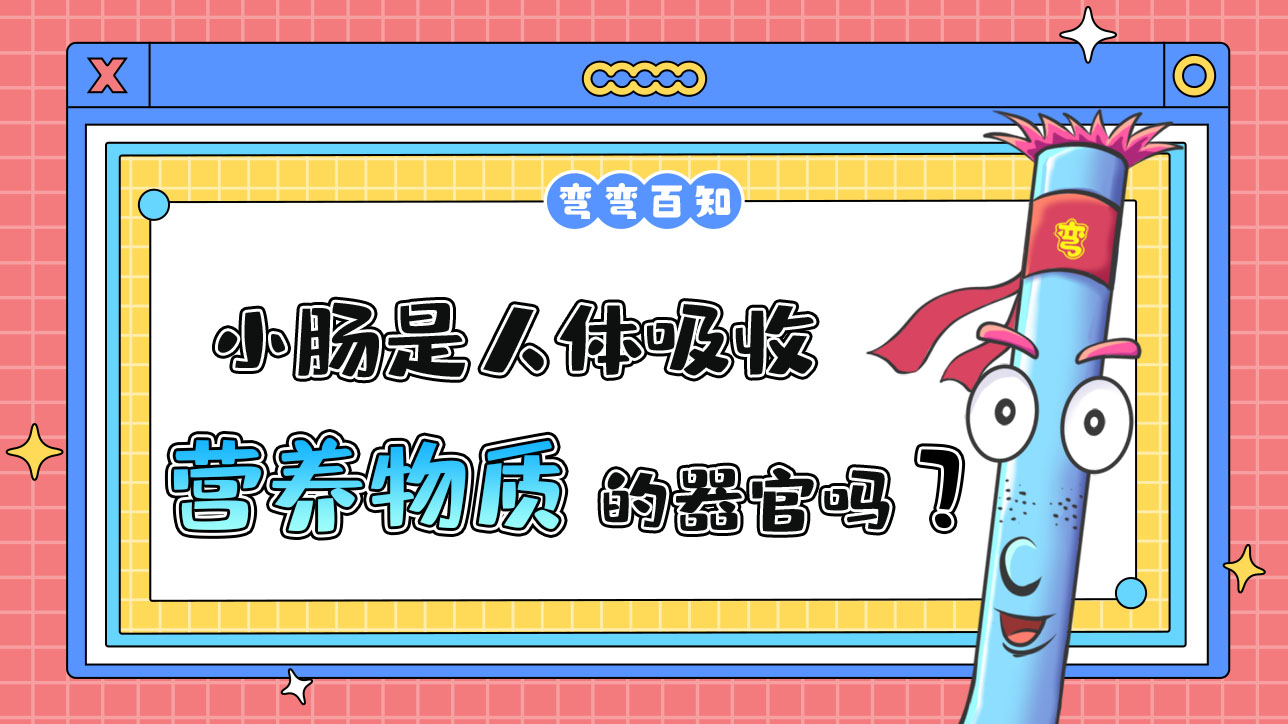 小腸是人體吸收營養(yǎng)物質(zhì)的器官嗎？.jpg