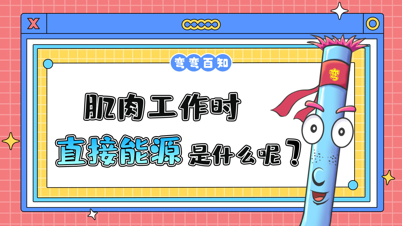肌肉工作時的直接能源是什么呢？.jpg