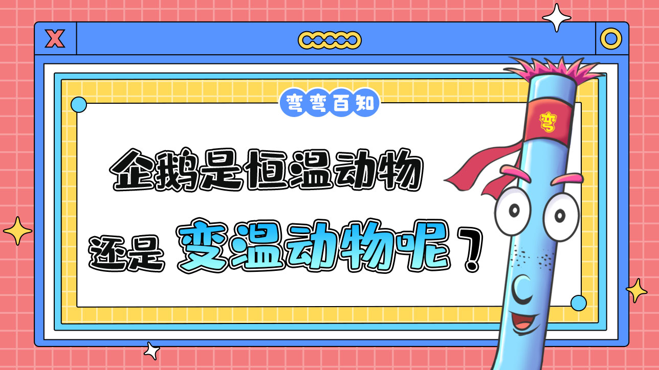 企鵝是恒溫動物還是變溫動物？.jpg