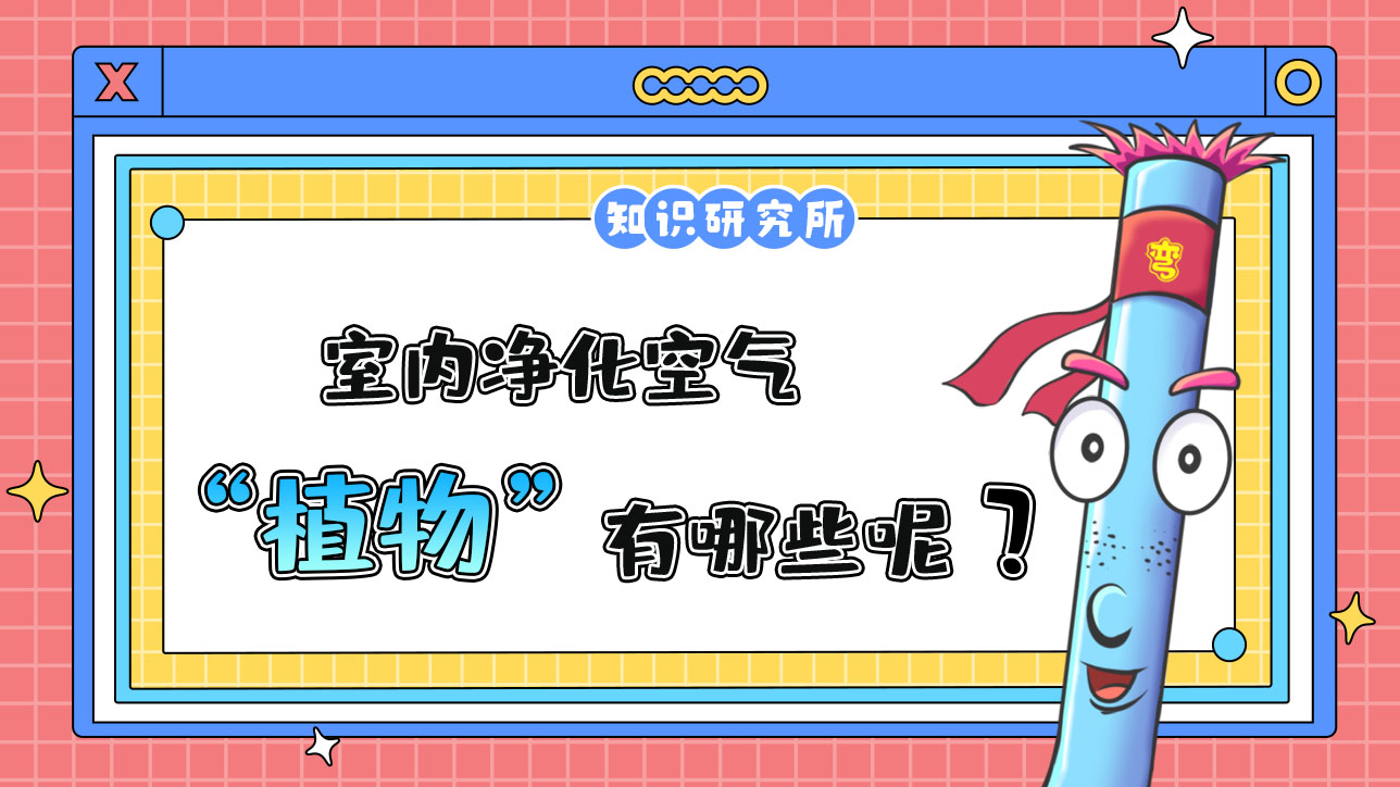 室內(nèi)凈化空氣的植物有哪些？.jpg